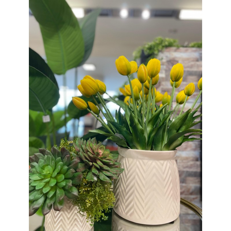 Echeveria Olis h20 | Enzo de Gasperi